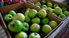 Limousin: des pommes bio venues d’Autriche commercialisées pour répondre à la demande du consommateur