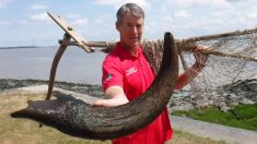 Des pêcheurs trouvent une corne de bison géante mesurant plus de 68 cm dans un banc de sable – elle pourrait dater de l’âge de bronze