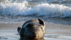 Nord : un phoque âgé se repose sur la plage de Bray-Dunes malgré la présence des vacanciers