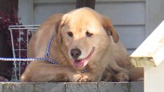 Une chienne du Kansas, disparue depuis plusieurs jours, se retrouve devant son ancienne maison, à 90 km dans un autre État
