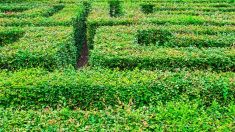 Oise : un labyrinthe créé dans un champs pour remercier les agriculteurs mobilisés pendant la crise du coronavirus