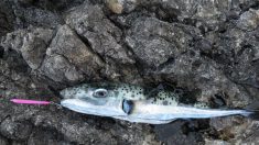 Le poisson-lièvre, un pois(s)on mortel, continue son expansion en Méditerranée
