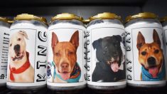 Une propriétaire repère la photo de son chien sur une canette de bière 3 ans après sa disparition