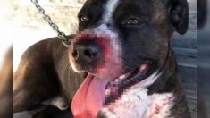 Un chien fidèle subit des blessures graves alors qu’il tente de protéger la maison de ses maîtres d’une effraction
