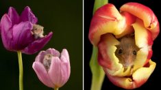 Un photographe capture d’adorables photos de souris des moissons se pelotonnant dans des tulipes colorées