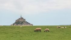 Baie du Mont-Saint-Michel : un troupeau de moutons attaqué par des chiens en divagation