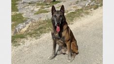 Gard : le chien gendarme Narko prend sa retraite après 1.000 missions et 4 millions € retrouvés