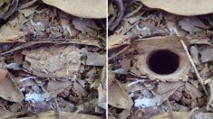 Une nouvelle mygale découverte en Australie cache son terrier derrière une porte à charnières