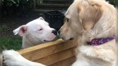 Des chiens voisins tombent amoureux l’un de l’autre: «Ils sont inséparables quand ils sont ensemble»