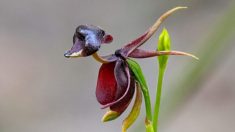 Une orchidée fascinante qui a une étrange ressemblance avec un canard volant