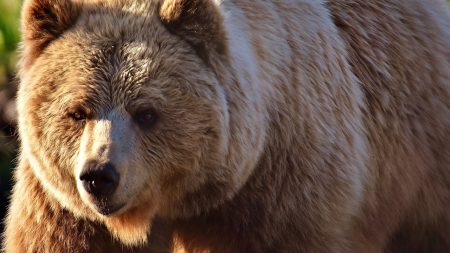 Pyrénées : une ourse et ses deux oursons filmés au val d’Aran