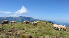 Hautes-Pyrénées : une famille attaquée par une vache en pleine randonnée
