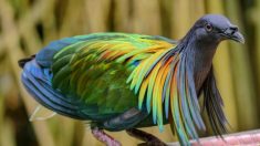 Les 6 espèces de pigeons les plus spectaculaires au monde : il faut voir ces superbes oiseaux pour le croire