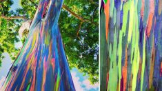 D’incroyables photos révèlent à quel point les eucalyptus arc-en-ciel sont un art vivant alors qu’ils se défont de leur écorce