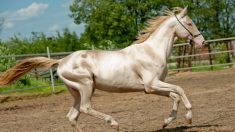 Voici les cinq races de chevaux les plus belles et les plus rares au monde