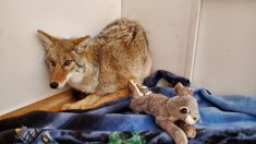 Un travailleur de nuit sauve un « chien » qu’il a renversé avec sa voiture, pour découvrir qu’il s’agit en fait d’un coyote