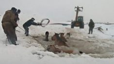 Des agriculteurs s’unissent pour sauver un troupeau de chevaux tombés dans un étang gelé en Russie