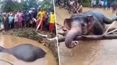 Des villageois s’unissent pour sauver un éléphant tombé dans une fosse, à mains nues et en s’aidant de cordes