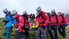 Un saint-bernard de 55 kg est sauvé de la plus haute montagne d’Angleterre