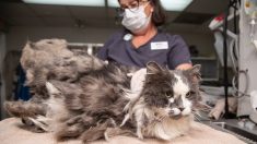 Une chatte au pelage très emmêlé s’est fait enlever près d’un kilo de fourrure, lors d’une incroyable métamorphose, et a été adoptée