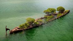 La coque d’un navire de 157 ans naufragé en Australie se transforme en « forêt flottante » avec des mangroves