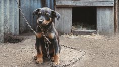 Les propriétaires d’animaux de compagnie qui attachent leurs chiens pendant plus de 8 heures seront accusés de « maltraitance passive » à Birmingham