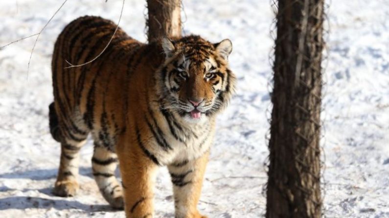 Un tigre de Sibérie dans son enclos au Parc du tigre de Sibérie à Harbin, en Chine, le 6 janvier 2014. (Lintao Zhang/Getty Images)