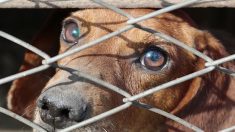 « Une honte ». Les associations de défense des animaux déplorent l’absence d’un Secrétariat d’État à la condition animale