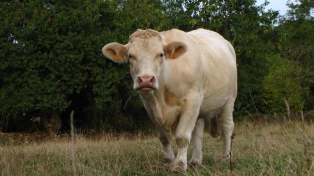 Pyrénées-Atlantiques : une vache tuée par une centaine de vautours pendant qu’elle met bas