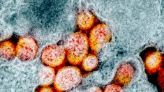 Des centaines de scientifiques affirment que le virus du PCC se propage dans l’air et demandent à l’OMS de réviser ses recommandations