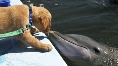 Un golden retriever et un dauphin célèbrent 8 ans d’une longue amitié
