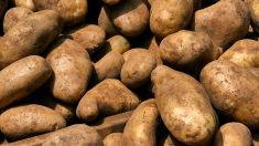 Nord : un agriculteur brade des tonnes de pommes de terre à 25 centimes le kilo à cause du confinement