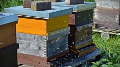 Morbihan : les ruches d’un apiculteur renversées à la voiture-bélier