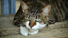 Le chat ne sera pas classé comme « espèce nuisible » – la requête jugée irrecevable