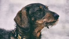 Savoie : un chien de berger tue un teckel lors d’une balade, « Il l’a égorgé sauvagement »