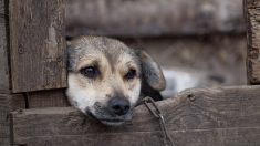 Pyrénées-Atlantiques : une cinquantaine de chiens affamés et mal en point découverts dans une habitation