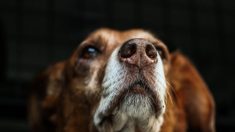 Une étude allemande révèle que les chiens sont capables de détecter le Covid-19 dans la salive humaine