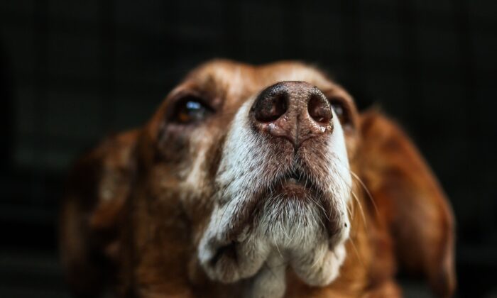 Une photo du museau d'un chien en gros plan. (Susanne Pälmer/Pixabay)