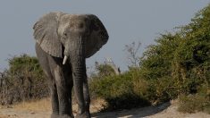 La mort mystérieuse de 360 éléphants près de points d’eau au Botswana fait planer un risque de santé publique
