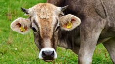 150 éleveurs se réunissent pour renouer avec l’abattage des animaux à la ferme