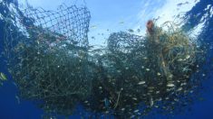 70 manchots migrateurs trouvés morts sur les plages brésiliennes après avoir nagé dans des filets de pêche
