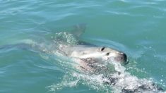 Un requin tire un garçon de 10 ans hors d’un bateau et l’attaque au large des côtes australiennes