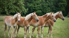 Le « grand mystère » des chevaux mutilés et tués dans toute la France – policiers et gendarmes continent à enquêter