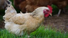 Calvados – Des poules agonisantes jetées dans un cours d’eau : « On pouvait les entendre hurler de douleur »