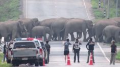 50 éléphants bloquent la circulation pour traverser une autoroute en Thaïlande