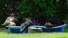 Un énorme ours noir se détend dans la piscine d’une femme en Virginie
