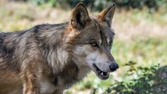 Savoie : deux loups tuent sa petite chienne à quelques mètres de lui