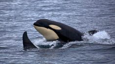 Landes : ils tombent sur des orques en cherchant des thons au large de Capbreton