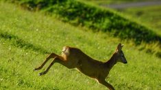 Charente : une joggeuse se fait percuter par un chevreuil dans la forêt de Boixe