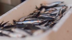 Méditerranée : une étude révèle une contamination des anchois et des sardines par le plastique